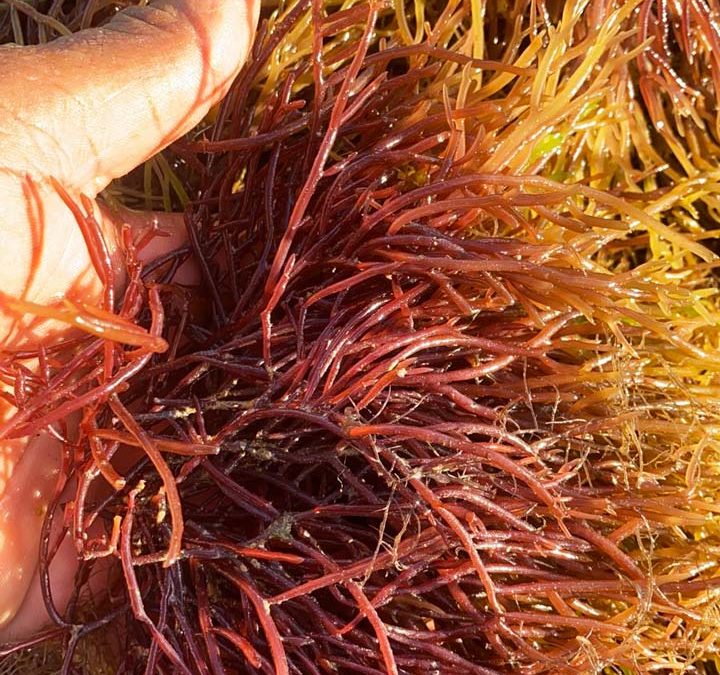 Sea moss – benefits 5 videos