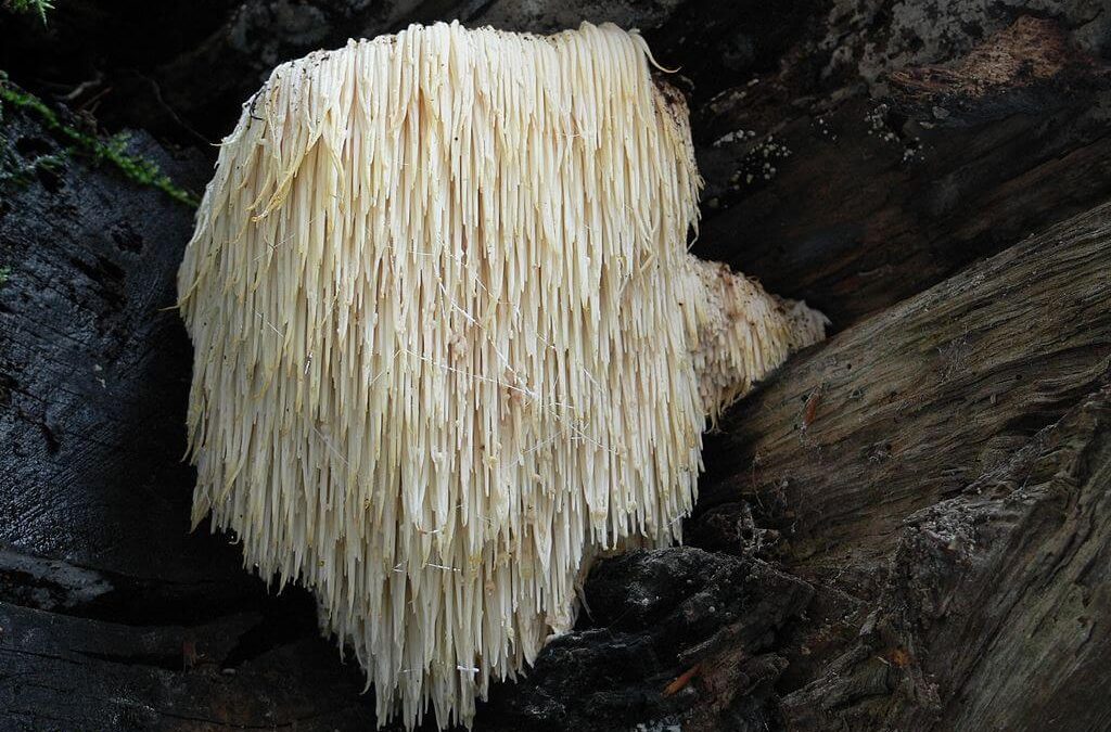 Lions mane Mushroom – benefits  7 videos